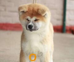 Akita Inu