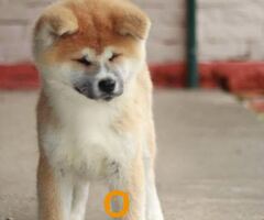 Akita Inu