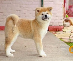 Akita Inu