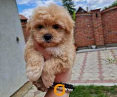 Preslatke bebice MALTIPOO