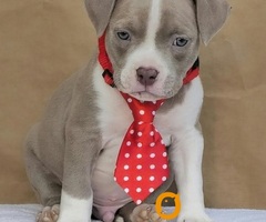 American bully pocket 