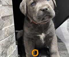 Cane Corso