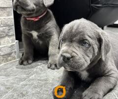 Cane Corso