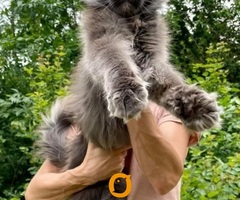 Maine Coon mačići