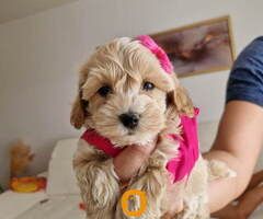 Preslatke bebice MALTIPOO