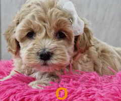 Preslatke bebice MALTIPOO