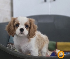 Cavalier king Charles spaniel štene