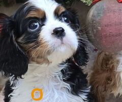 Cavalier king Charles spaniel štene