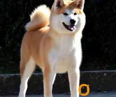 Akita Inu, ženka Aiko na poklon