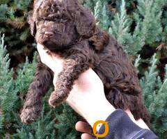 Lagotto Romagnolo štenci