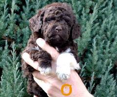 Lagotto Romagnolo štenci