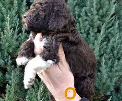 Lagotto Romagnolo štenci