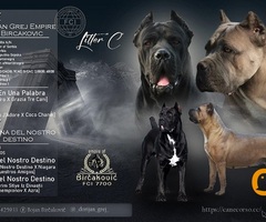 Cane corso štenci