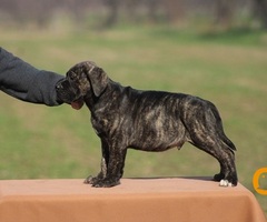 Cane corso štenci