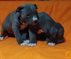 American bully XL