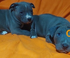 American bully XL