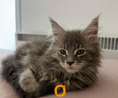 Maine coon mačići