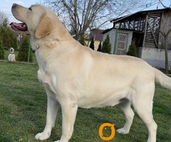 Labrador retriver štenci