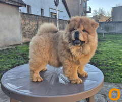 Na prodaju stene Chow Chow staro tri meseca